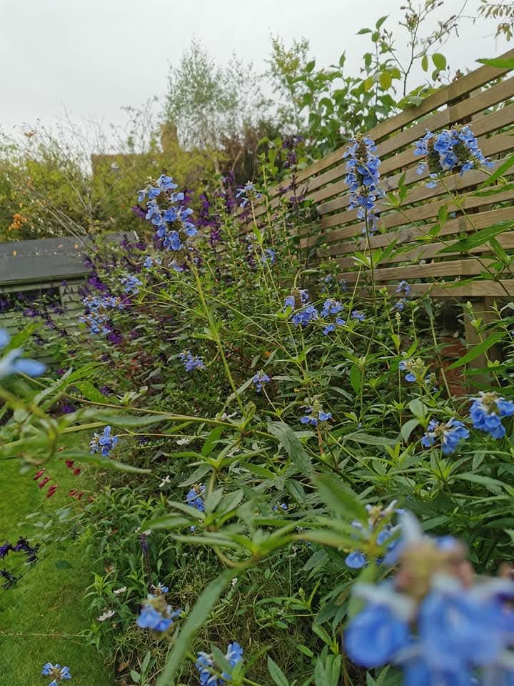 Custom Planting Schemes